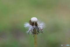 ハゲちゃった！