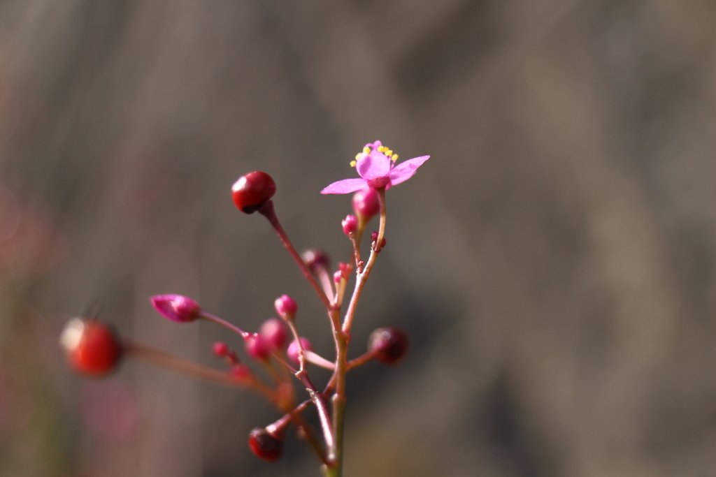 エレガントに、