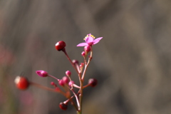 エレガントに、