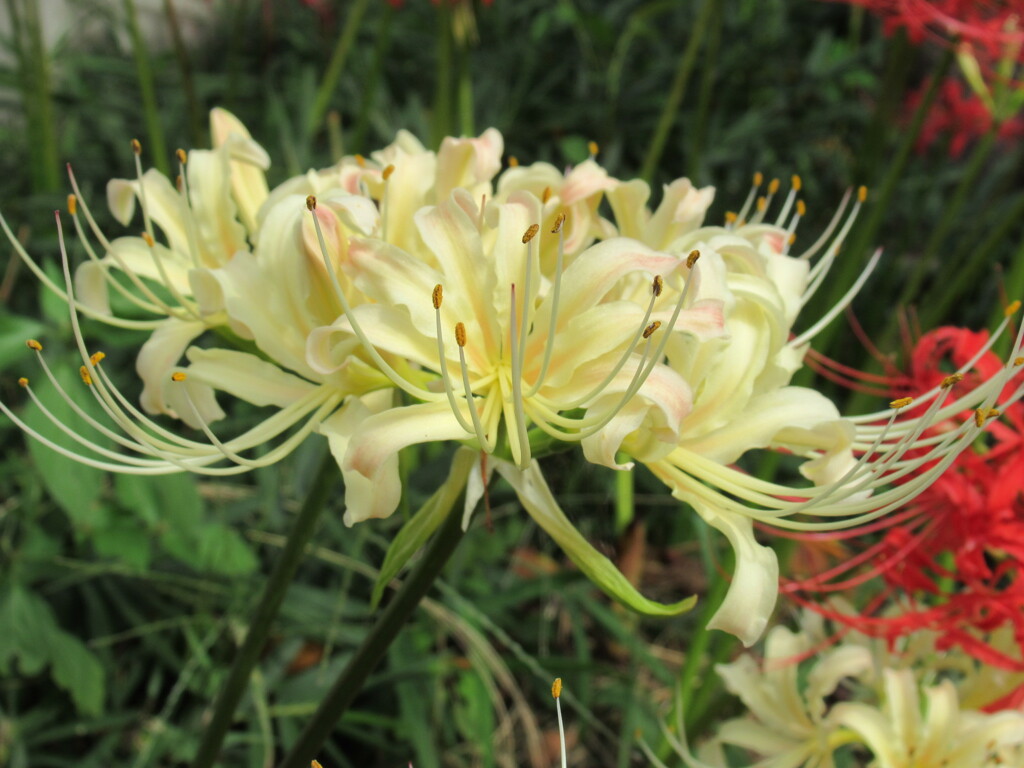 白い曼珠沙華