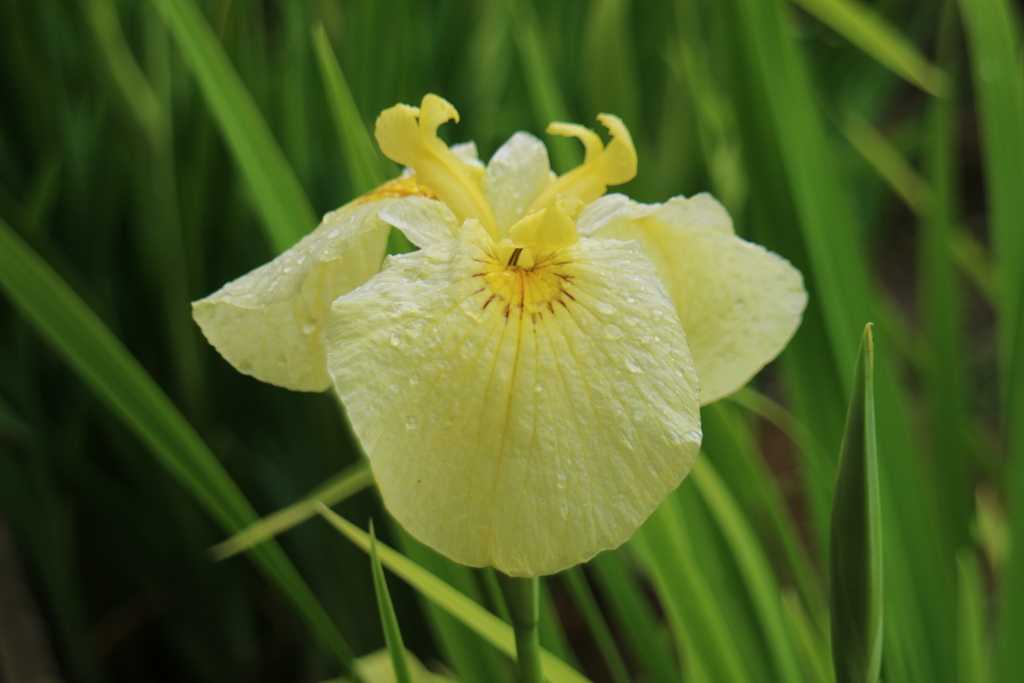 花菖蒲①