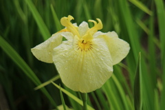 花菖蒲①