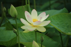 華麗に　①
