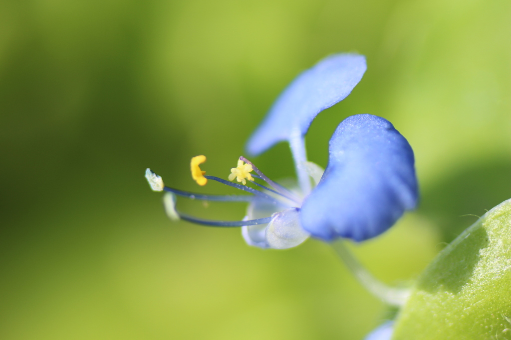 露草