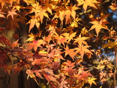 紅葉