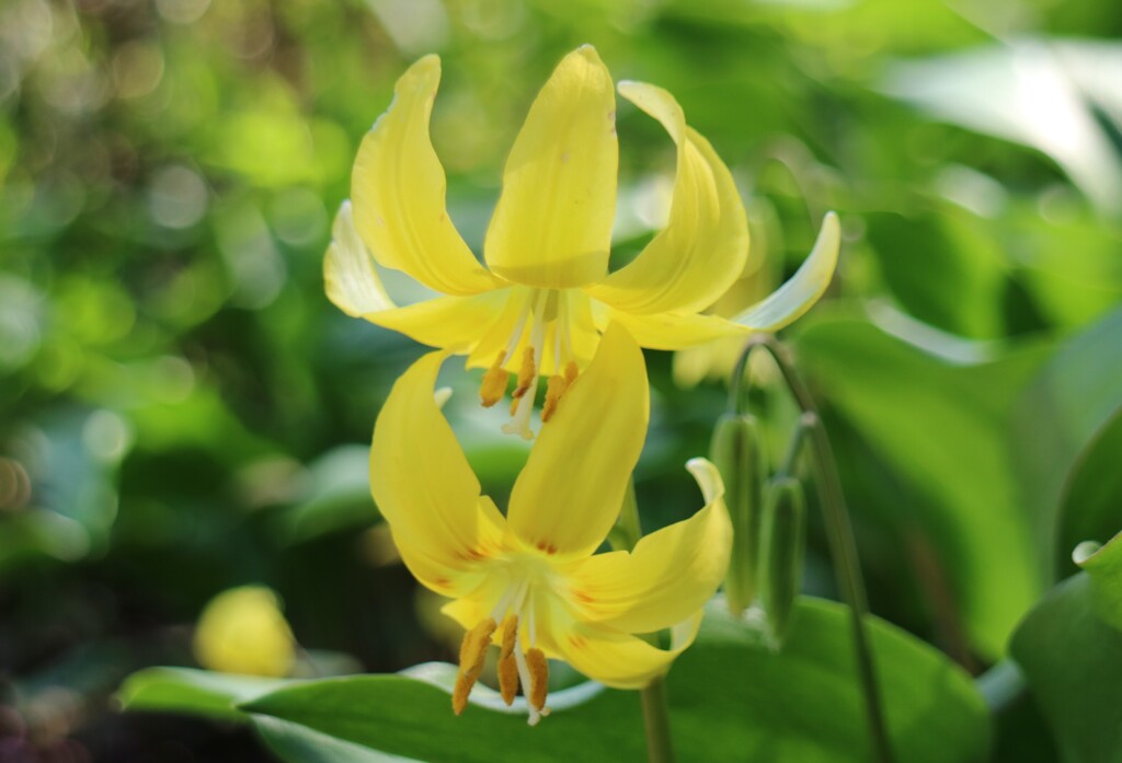 黄花かたくり①