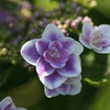紫陽花 Ⅱ