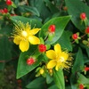 ヒぺリカム　 弟切草（おとぎりそう科）