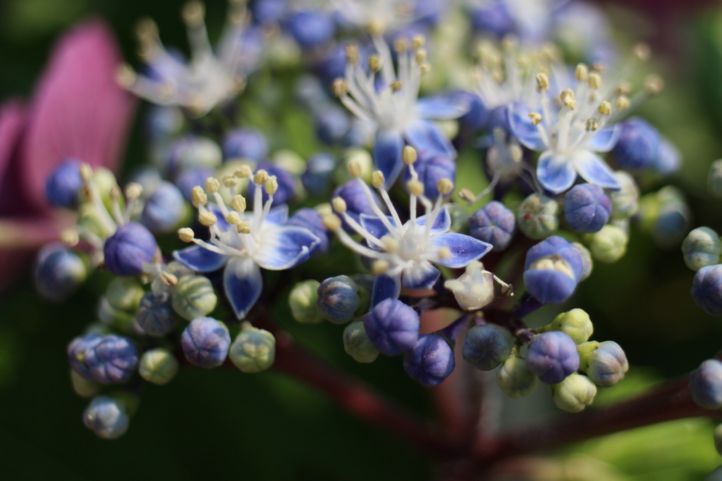 がく紫陽花③