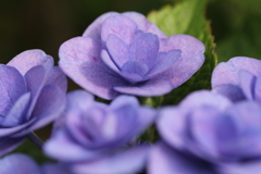 紫陽花　③