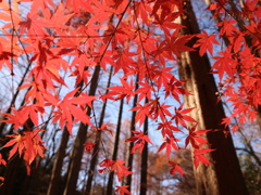 紅葉