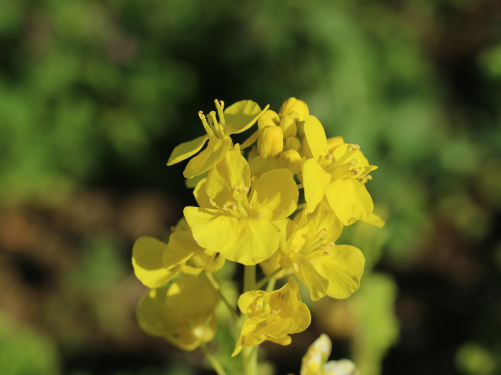 春を探して ③　菜の花