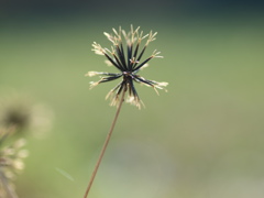 小栴檀草 