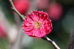 紅梅