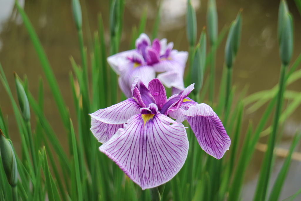 花菖蒲②