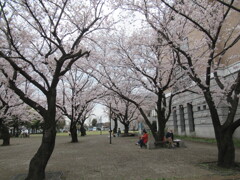 満開①