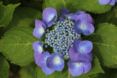 紫陽花　②