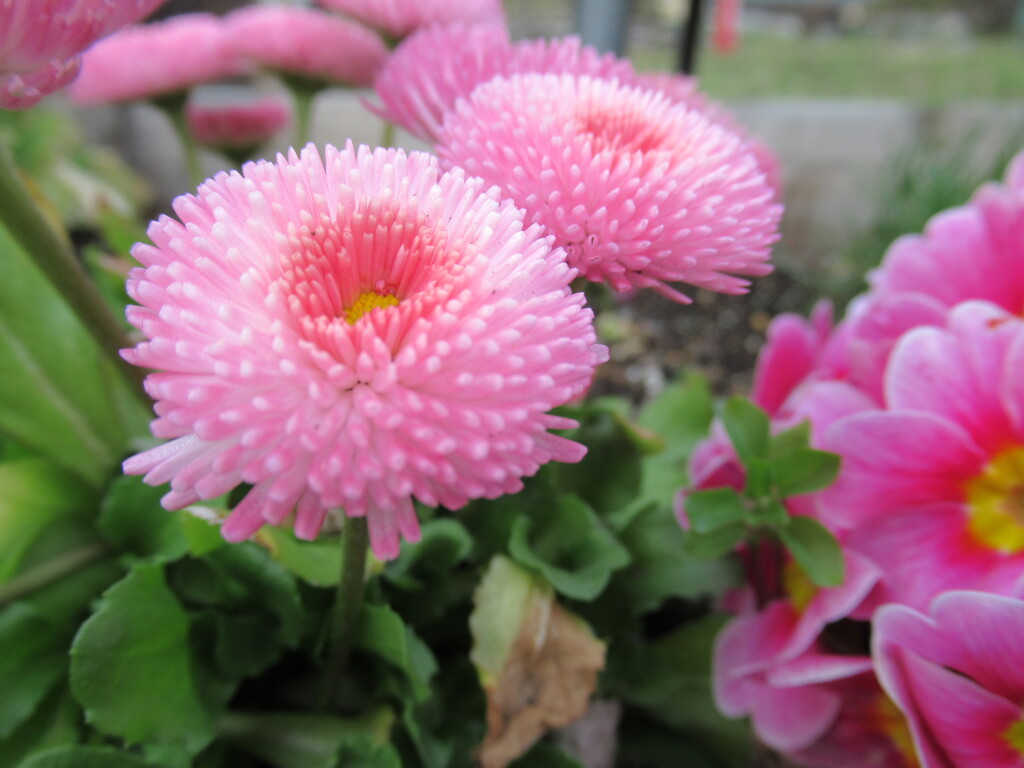 春の花
