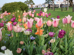 横浜公園