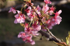 河津桜