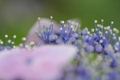 紫陽花　①