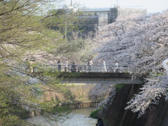 湘南台の桜 ①