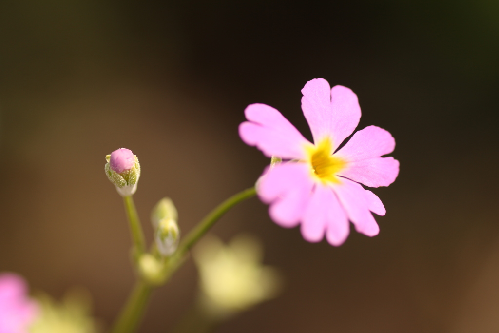 一輪の花