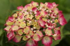 紫陽花　⑤
