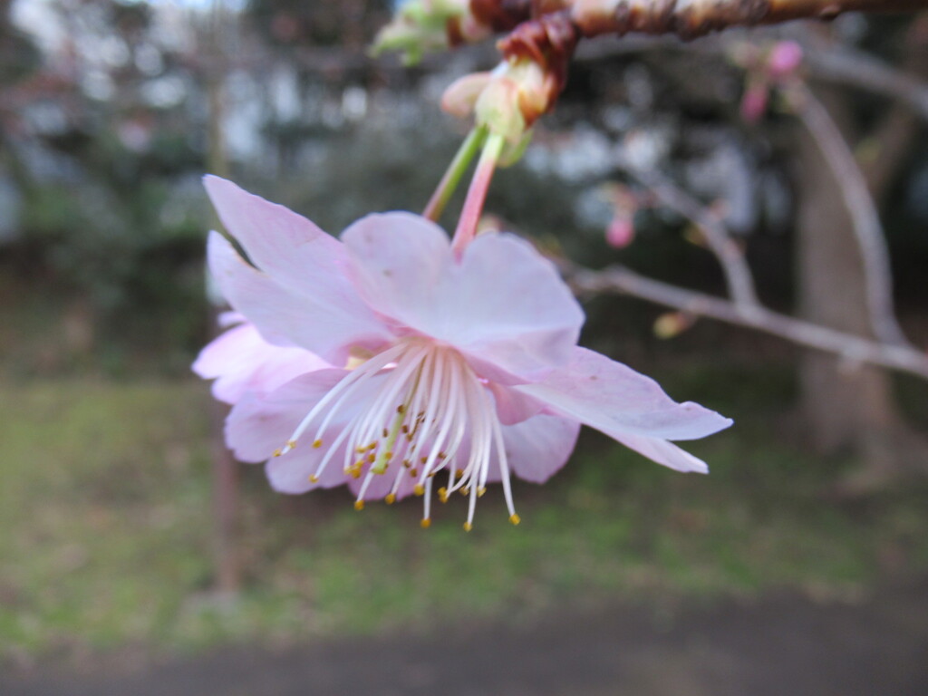 河津桜