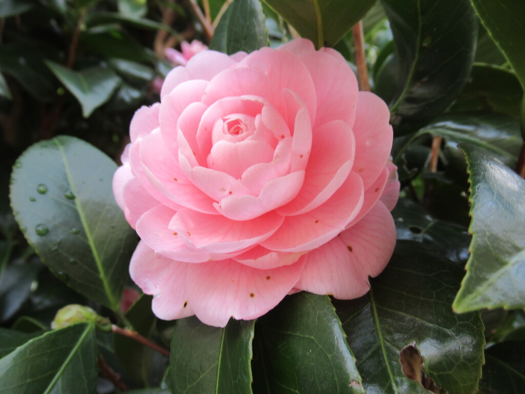 鮮やかピンク