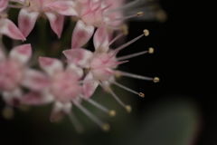 ミセバヤの花