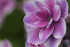紫陽花　④
