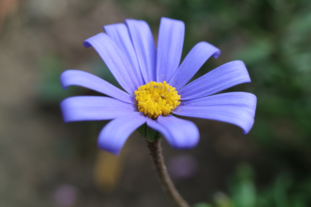 瑠璃雛菊（ルリヒナギク）