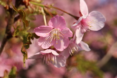 かわず桜③