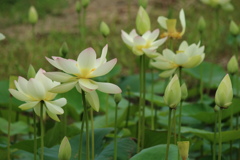 華麗に　②