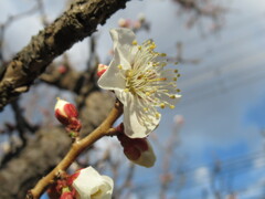 春 一番 ①