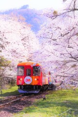 桜色に染まる駅　２