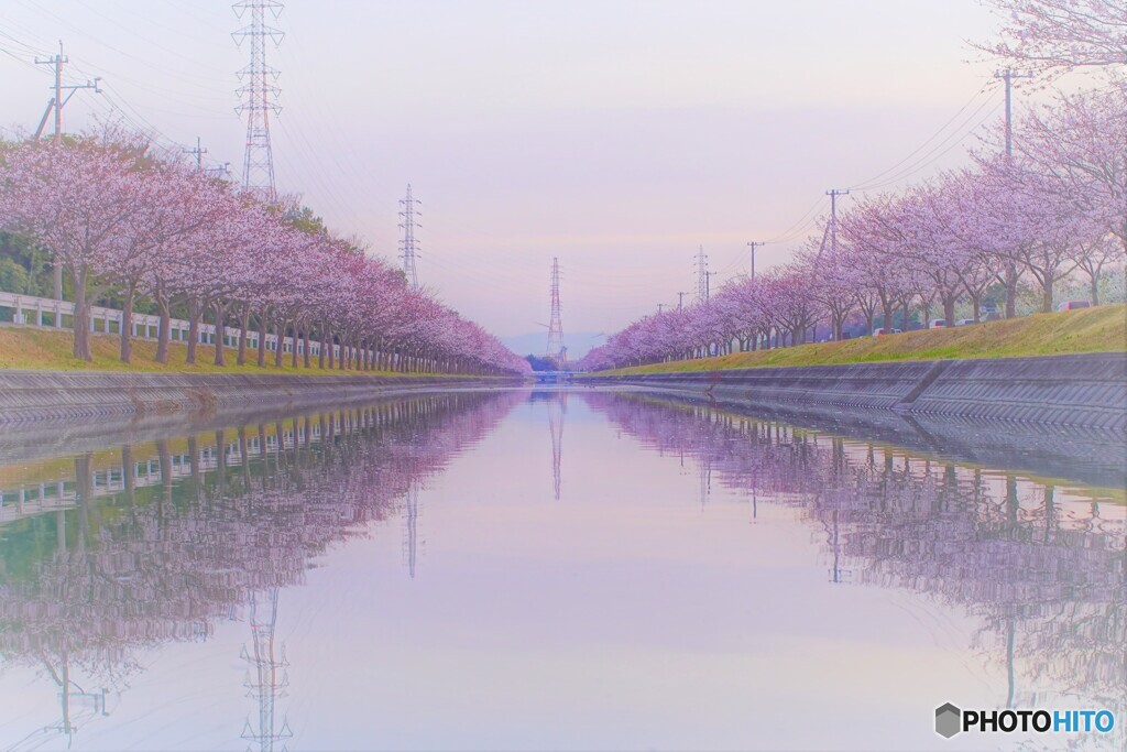 桜並木リフレクション２０１９