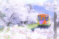 桜色に染まる駅３