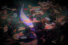 モネの池の彩１