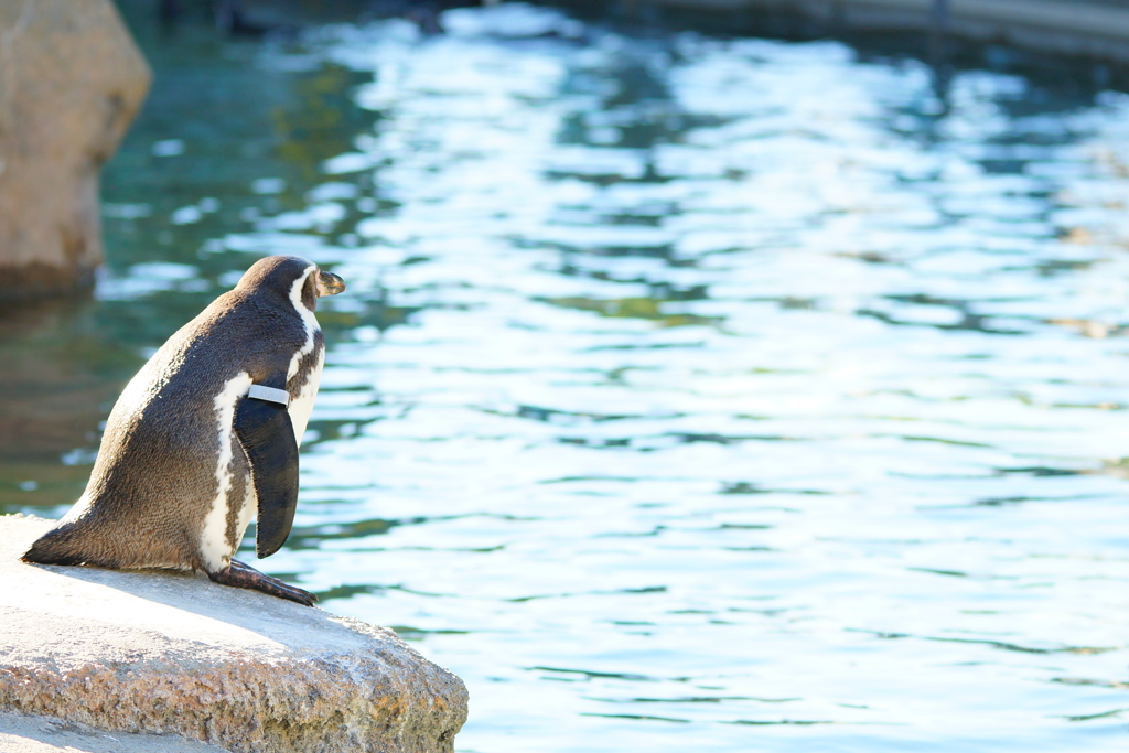 ペンギンの憂鬱