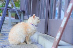 猫様のおかえり１