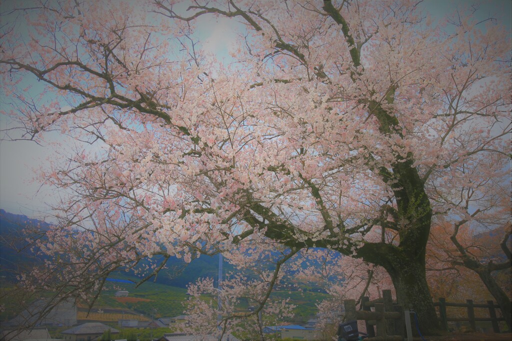 姫街道　逸勢桜（はやなりの桜）