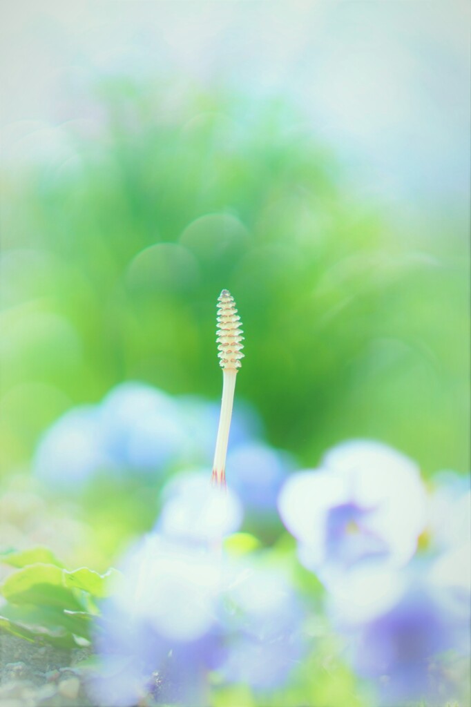 つくしん坊