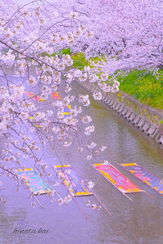 桜彩る五条川
