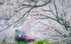 スロ－ライフトレイン桜木駅通過中