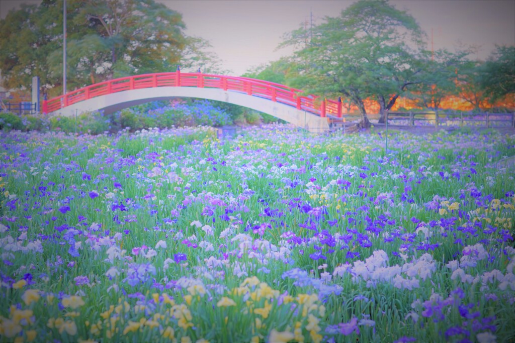 夜の菖蒲園１