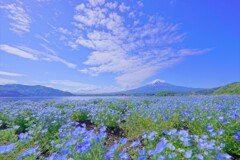 ネモフィラと。。。