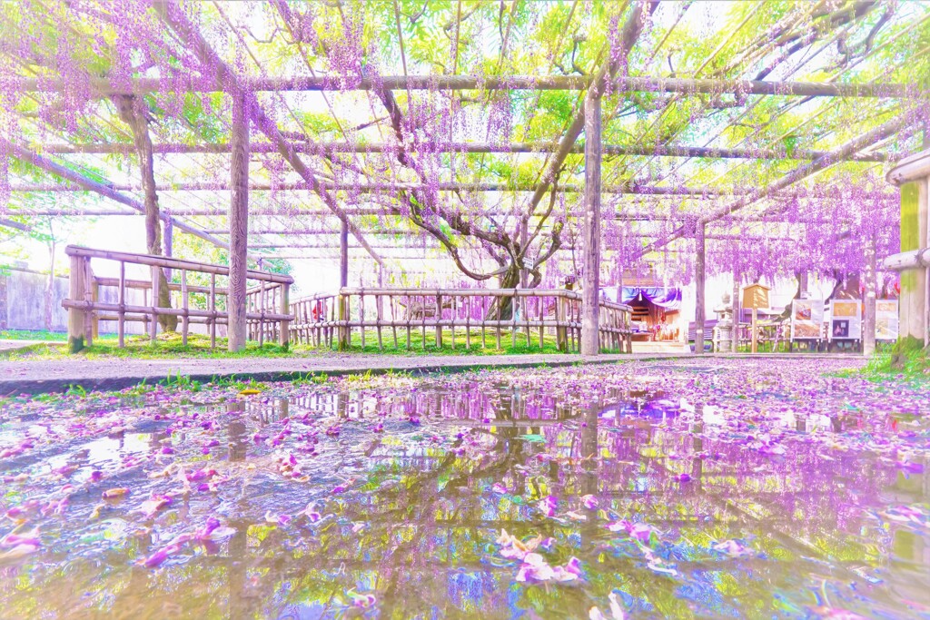 逆さフジ