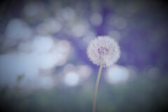 「白髪は光輝の冠」